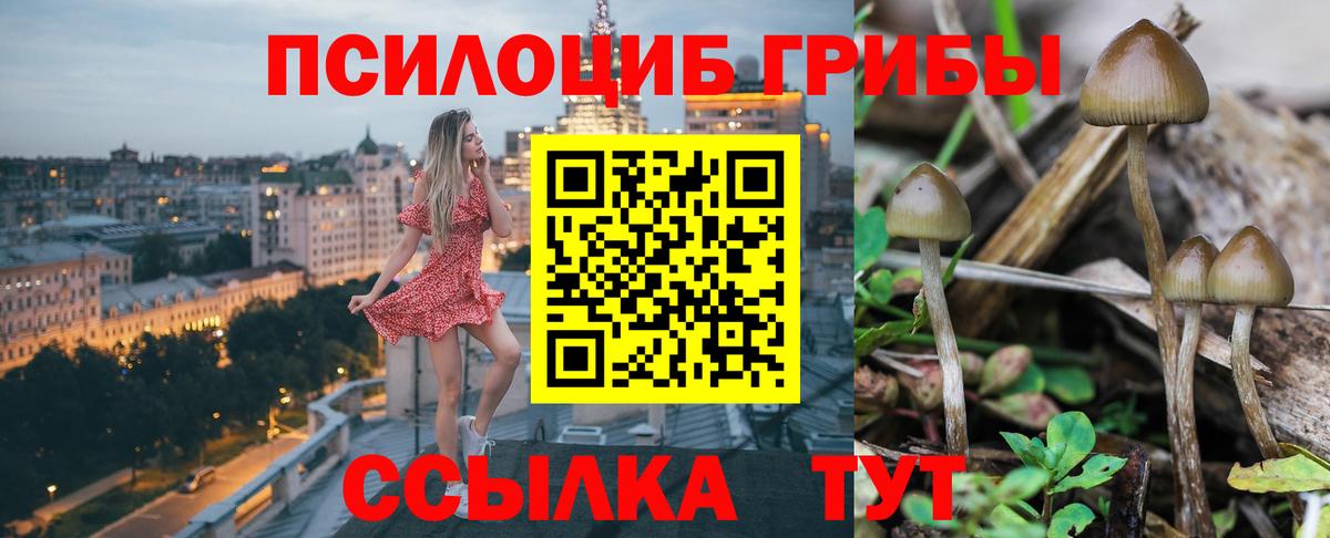 Рассказово  Псилоцибиновые грибы Psilocybe  Вход с VPN 